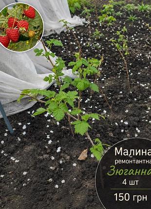 Малина ремонтантна зюганна