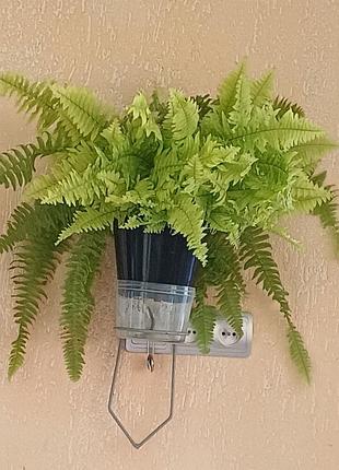 Редкий папоротник nephrolepis exaltata 'blonde' (нефролепис возвышенный блонд)