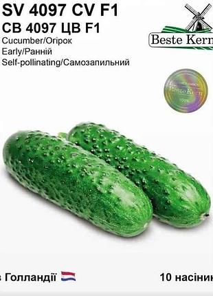 Огурец св 4097 цв f1 (10 семечек)/(5 пачек в упаковке) тм beste kern