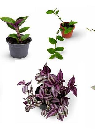 Традесканції 7 шт. набір tradescantia pallida, zebrina, gibasis, cerinthoides, рео, cerinthoides