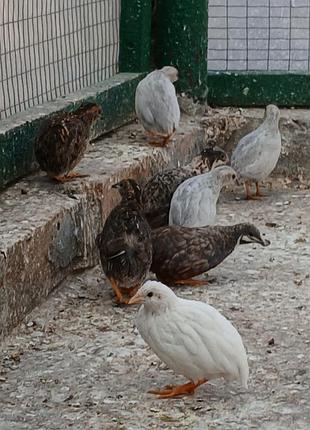 Декоративні птахи 4