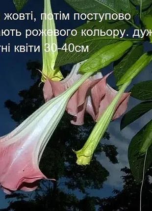 Бругмансія рожева ароматна brugmansia suaveolens молода рослина