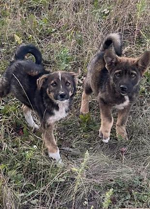 Два викинутих у полі хлопчики , шукають дім !  подаруйте їм сімʼю , їдять все, від паразитів оброблю !    380953174736    ілона