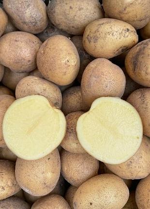 Картопля насіннєва констанс — друга репродукція