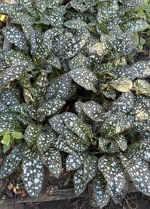 🌱 саджанець медуниці (pulmonaria)