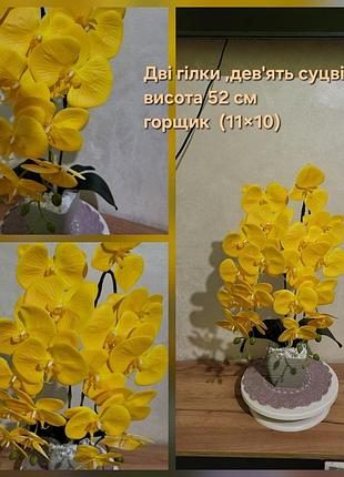 Латекса орхідея