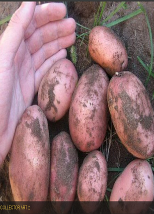 🥔 картофель «славья» - для еды и посадки! 🌿 выращена экологически чисто