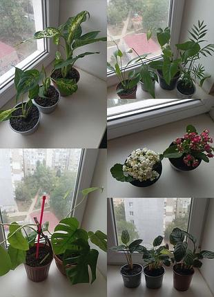 Комнатные растения