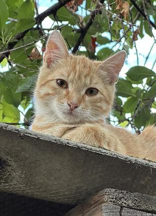 Котики в хороші руки мукачево 🐈