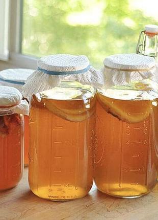 Scoby камбуча (комбуча) чай гриб