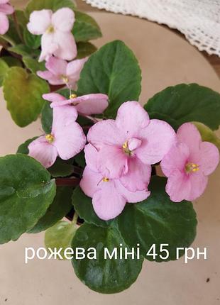 Фиалка, сенполия, разные цвета.