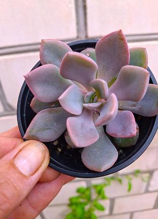Граптоверия дебби- graptoveria debbie