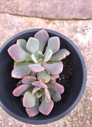 Граптоверія деббі- graptoveria debbie 2