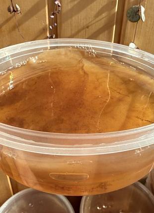 Scoby камбуча (комбуча) чай гриб 4