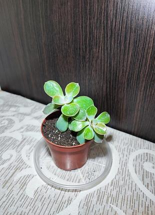 Ечеверія перл фон нюрнберг (echeveria perle von nurnberg)