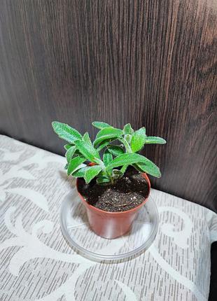 Каланхое повстисте (kalanchoe tomentosa)