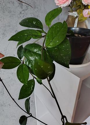 Растение продам 3