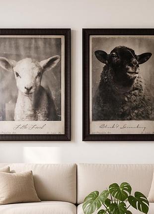 Винтажные постеры «little lamb» и «black sheep» в рамах 30×40