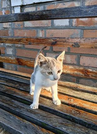 Кошеня в добрі руки