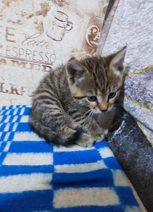 Отдам котёнка в добрые руки 2