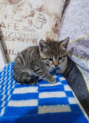 Отдам котёнка в добрые руки 3