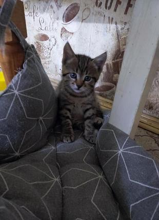 Отдам котёнка в добрые руки 4