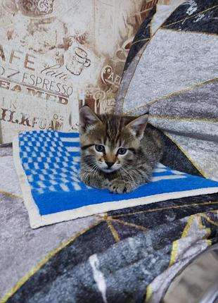 Отдам котёнка в добрые руки