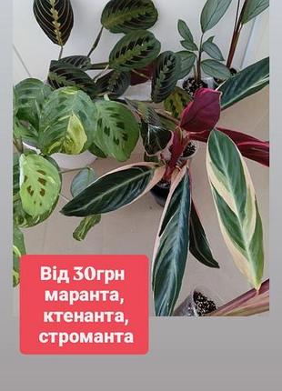 От 30грн маранта ктенанта строманта триострар, маранта вариогатная и ред фасценатор, ктенанта сетоза сольвер