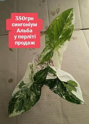 Сингониум вариегатный продаж в перлите
