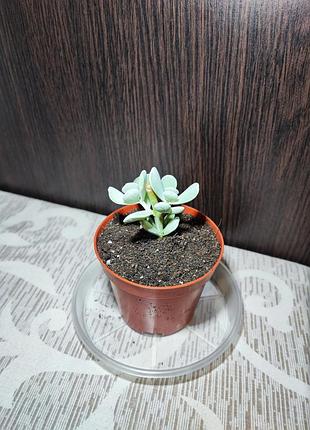 Котиледон орбікулата (cotyledon orbiculata)