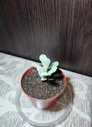 Котиледон орбікулата (cotyledon orbiculata) 2