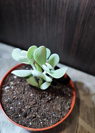Котиледон орбікулата (cotyledon orbiculata) 3