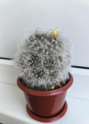 Мамилярия бокасана (mammillaria bocasana), взрослый пушистый кактус 8 см. с детками