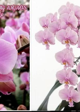 Орхідеї з фласки schilleriana 'pink butterfly'