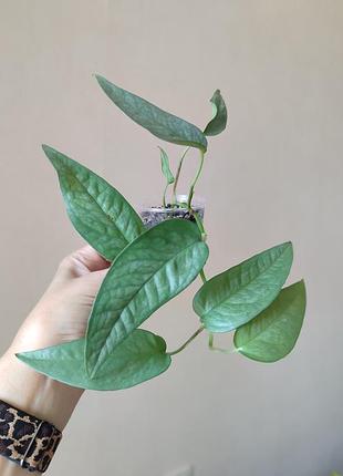 Епіпремнум себу блю _ cebu blue 6