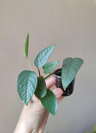 Епіпремнум себу блю _ cebu blue 5
