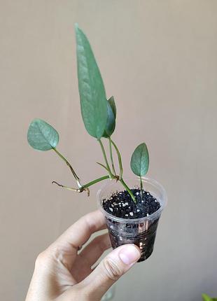 Епіпремнум себу блю _ cebu blue 2