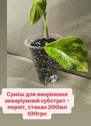 Суміш для вкорінення пророщення кімнатних ароїдних рослин, акваріумний субстрат і перліт