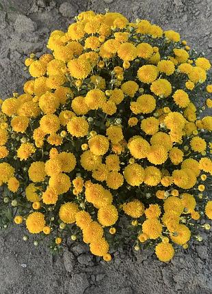 Хіт сезону хризантема мультифлора🌼