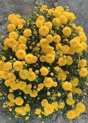Хіт сезону хризантема мультифлора🌼 3