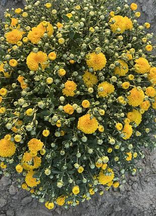 Хіт сезону хризантема мультифлора🌼 5