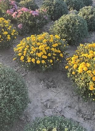 Хіт сезону хризантема мультифлора🌼 6