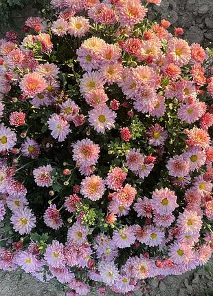 Продам кущі (також маточне коріння )хризантеми мультифлори🌸🌼🌸🌼🌸