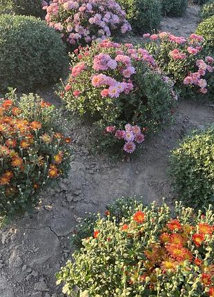 Хіт сезону хризантем🌼🌸🌼🌸🌼 3