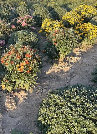 Хіт сезону хризантем🌼🌸🌼🌸🌼 5