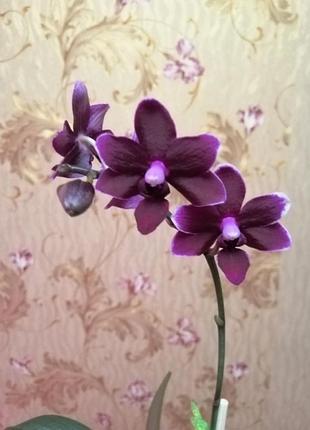 Орхидея (детка) black pearl