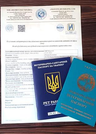 Кролики з паспортами обмін