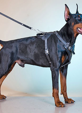 Шлейка из натуральной кожи для рабочих собак "lockdog"