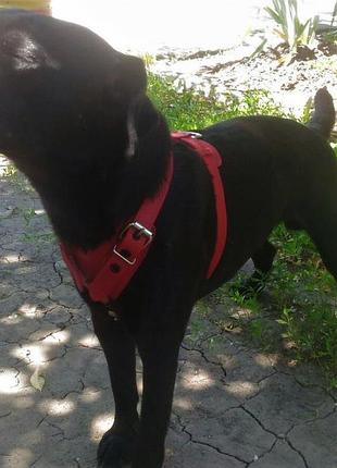 Шлейка для небольших пород собак "lockdog" красная