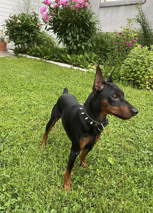 Ошейник с шипами "lockdog" на небольшую собаку